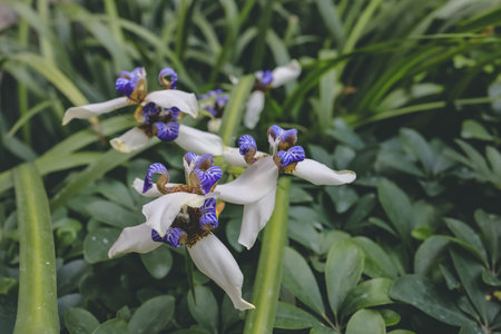 white iris flower with purple in a garden