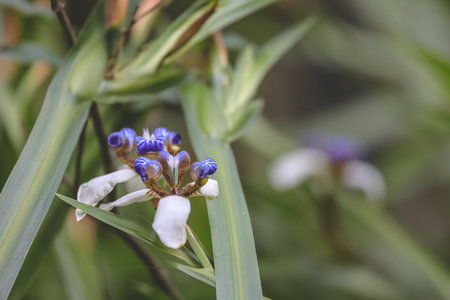white iris flower with purple in a gardenの写真素材