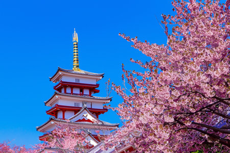 a Japan spring landscape. Cherry blossomsの素材