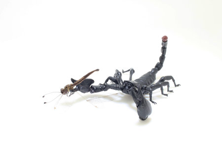 a scorpion catch the dragonfly at outdoor