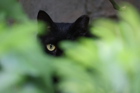 a Black cat is isolated anature backgroundの写真素材