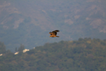 the Sea Eagle at sai kung sea