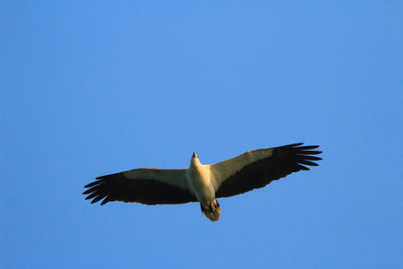 the Sea Eagle at sai kung seaの写真素材