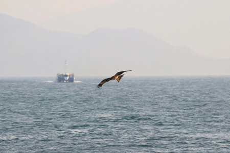 the Sea Eagle at sai kung sea