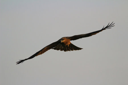 the eagle at sai kung at winter