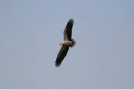 The hunting Sea Eagle at sai kung