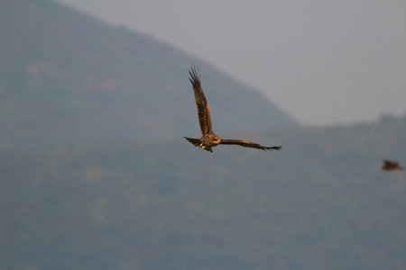 the eagle at sai kung at winter