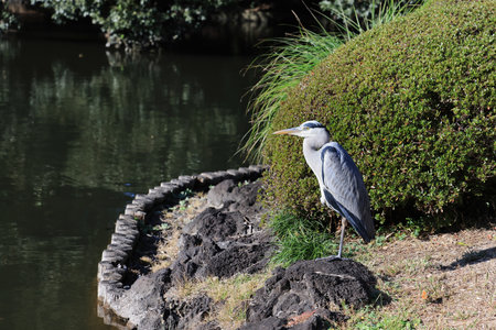 a Majestic Bird Soaring over a Beach Landscapeの写真素材