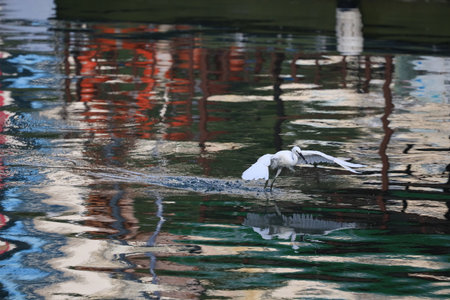 a magnificent white bird called the great egretのeditorial素材