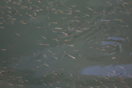 a fish swimming under water of sea.の写真素材