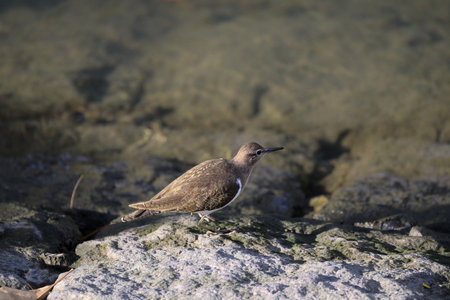 a Green sandpiper in its natural environment