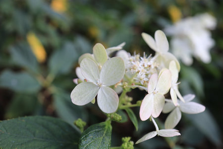 a flower at park, spring nature, hk