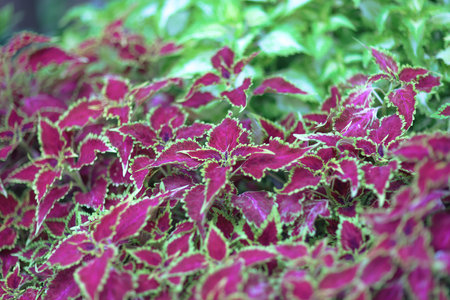 a closeup shot of Coleus scutellarioides, commonly known as coleus