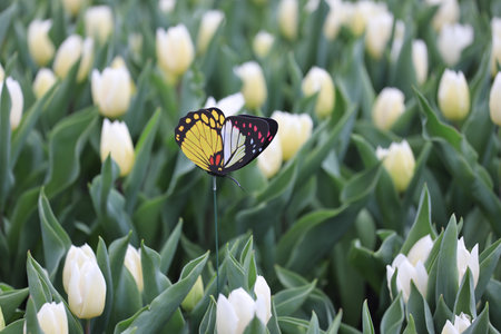 the White Tulip Flower Garden in Springの写真素材