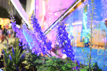 a Blue Delphinium flowers blooming in the summer garden.の写真素材