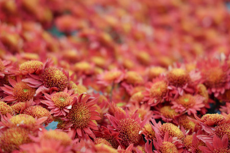 chrysanthemums close-up from above in the gardenの写真素材