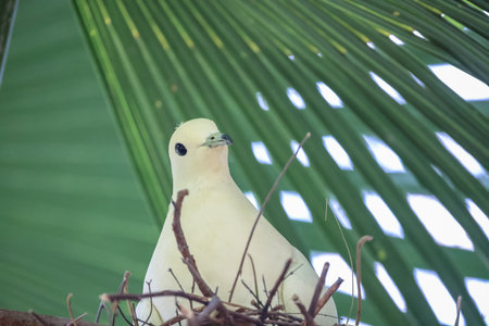 a Beautiful Dove On Branch with bird nestの写真素材