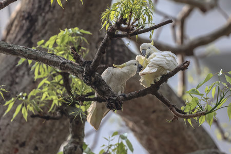 a Yellow crested, cockatoo Cacatua sulphurea on an old tree