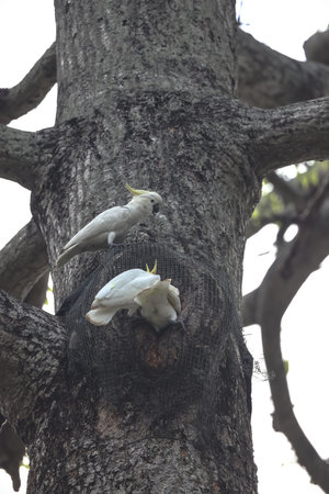 a Yellow crested, cockatoo Cacatua sulphurea on an old treeの写真素材