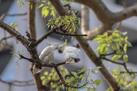 a Yellow crested, cockatoo Cacatua sulphurea on an old treeの写真素材