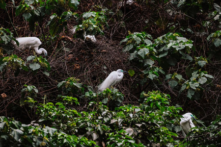 the Egret bird at Tai PO, hong kongの写真素材