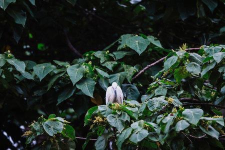 the Egret bird at Tai PO, hong kongの写真素材