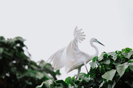 the Egret bird at Tai PO, hong kongの写真素材