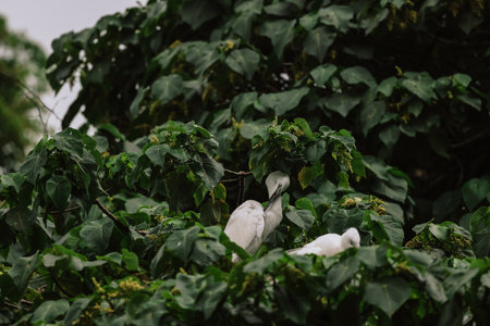the Egret bird at Tai PO, hong kongの写真素材