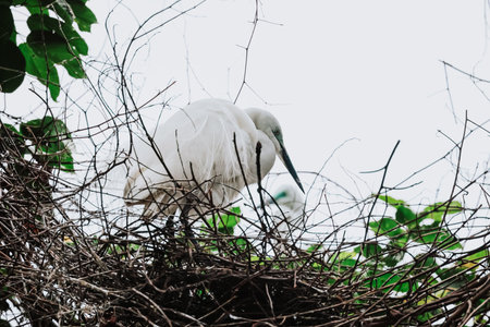 the Egret bird at Tai PO, hong kongの写真素材