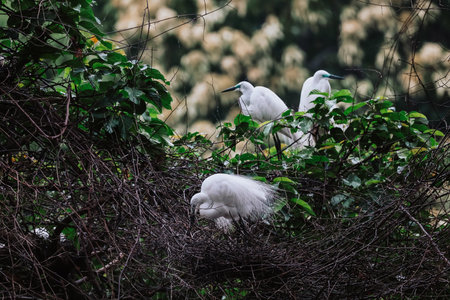 the Egret bird at Tai PO, hong kongの写真素材