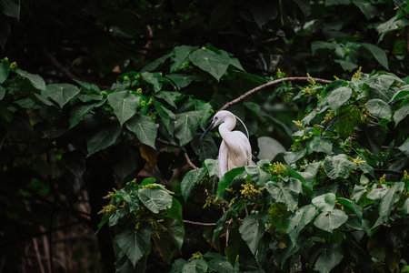 the Egret bird at Tai PO, hong kongの写真素材