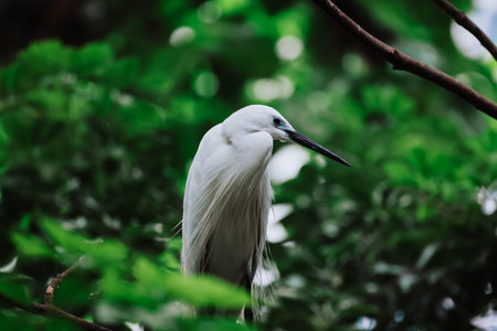 the Egret bird at Tai PO, hong kong