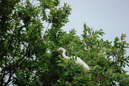 the Egret bird at Tai PO, hong kongの写真素材