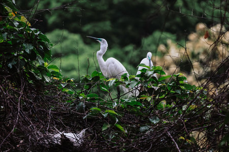 the Egret bird at Tai PO, hong kongの写真素材