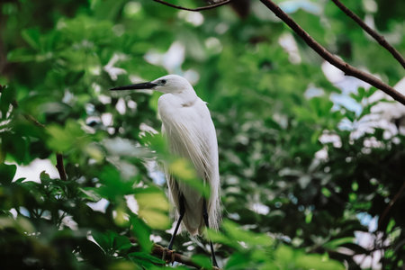 the Egret bird at Tai PO, hong kongの写真素材