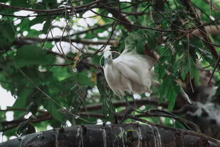 the Egret bird at Tai PO, hong kongの写真素材