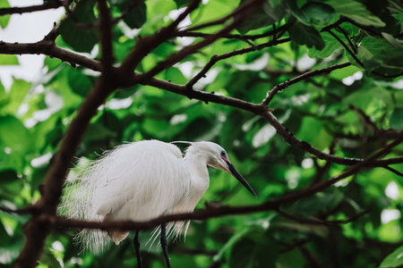 the Egret bird at Tai PO, hong kongの写真素材