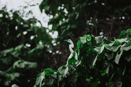 the Egret bird at Tai PO, hong kongの写真素材