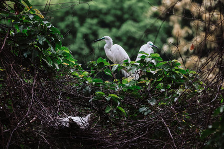 the Egret bird at Tai PO, hong kong