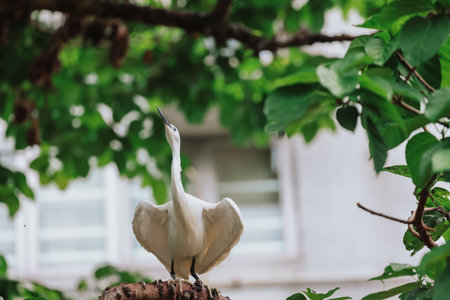 the Egret bird at Tai PO, hong kongの写真素材