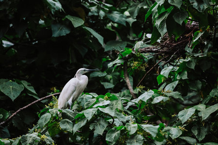the Egret bird at Tai PO, hong kongの写真素材