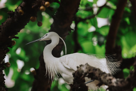 the Egret bird at Tai PO, hong kongの写真素材