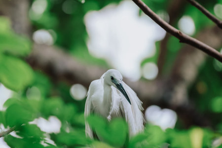 the Egret bird at Tai PO, hong kong