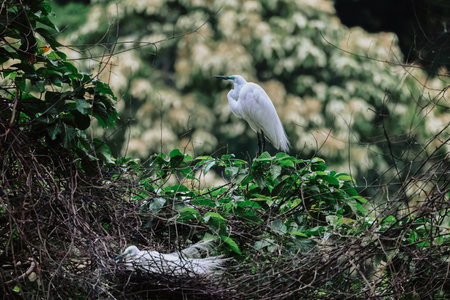 the Egret bird at Tai PO, hong kong