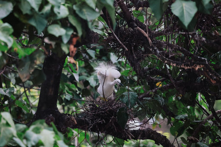 the Egret bird at Tai PO, hong kongの写真素材