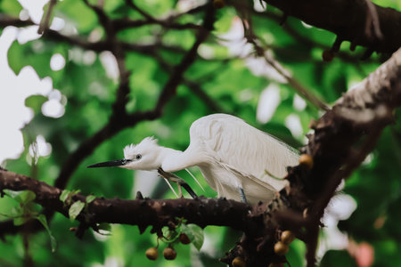the Egret bird at Tai PO, hong kongの写真素材