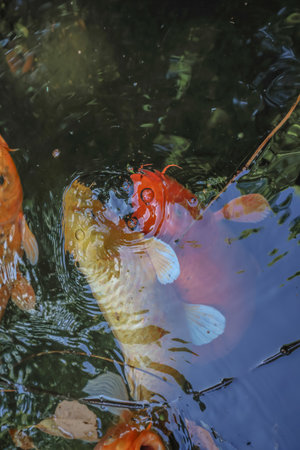 Turtle Pond, Serene Oasis in Nagasaki Glover Garden May 14 2024の写真素材