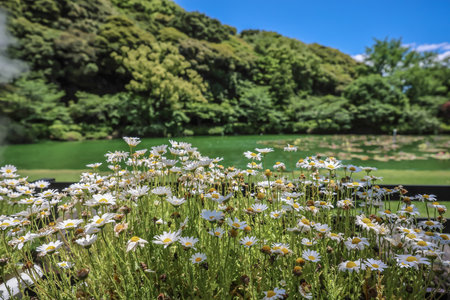 May 16 2024 lily flowers blossoming in the pond nearby.の写真素材