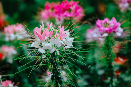 a colorful spider flowers blossom in the field