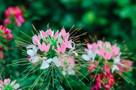 a colorful flowers blossom in the field